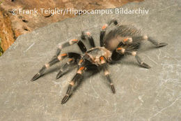 Image of Mexican flameknee tarantula