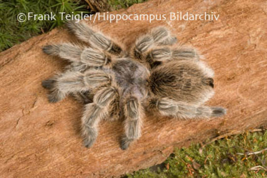 Image of Common Rose Hair Tarantula