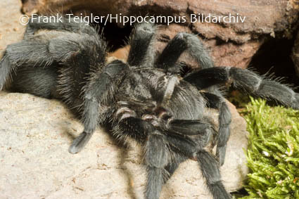 Image of Brazilian Black Tarantula