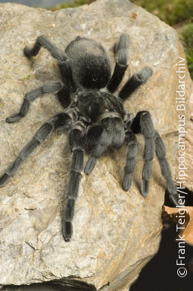 Image de Grammostola pulchra Mello-Leitão 1921