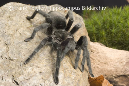 Sivun Grammostola pulchra Mello-Leitão 1921 kuva