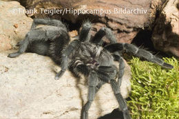 Image of Brazilian Black Tarantula