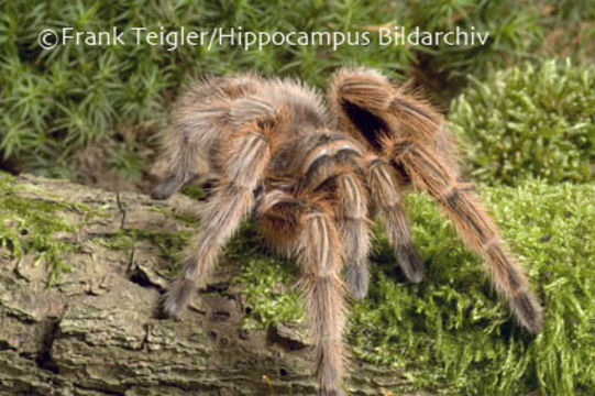 Image of Chilean Rose Tarantula