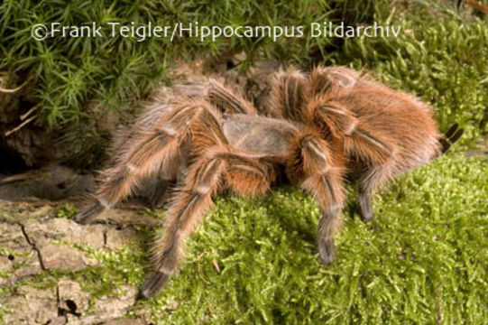 Image de Grammostola rosea (Walckenaer 1837)