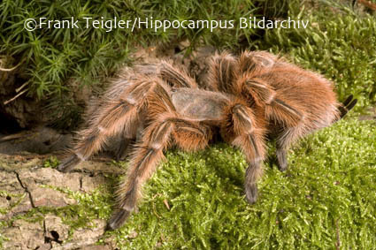 Image of Chilean Rose Tarantula