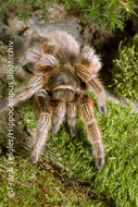 Image of Chilean Rose Tarantula