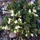 Image of Scutellaria immaculata Nevski ex Juz.