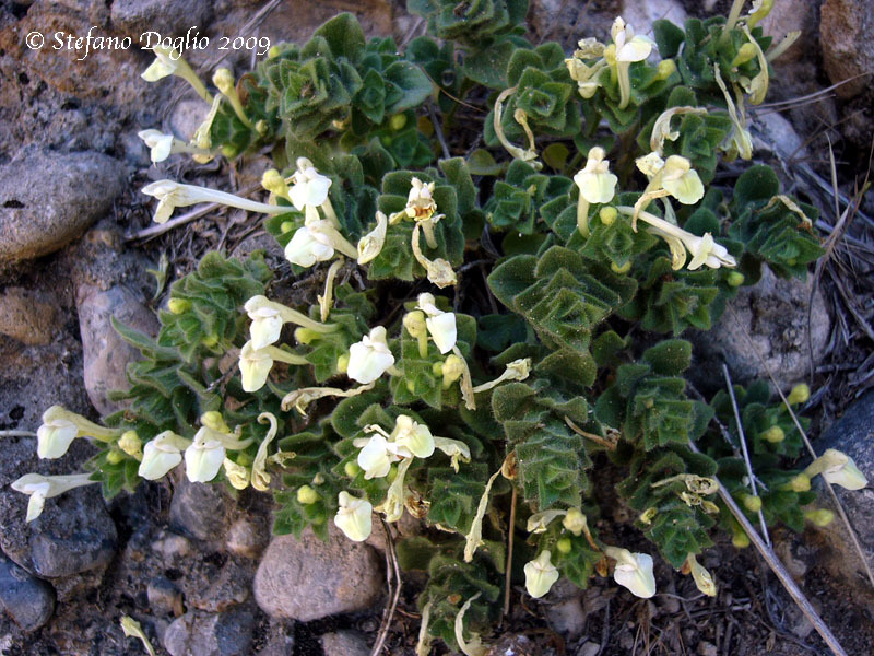 Image of Scutellaria immaculata Nevski ex Juz.