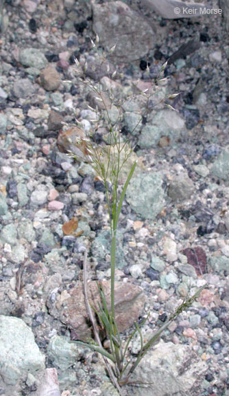 Image of silver hairgrass