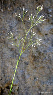 Image of silver hairgrass