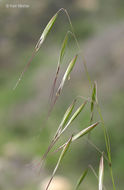 Image of Slender Oat