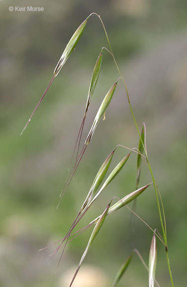 Image of Slender Oat