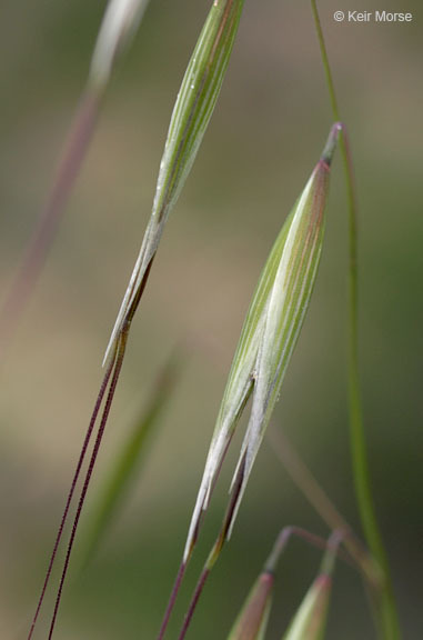 Image of Slender Oat