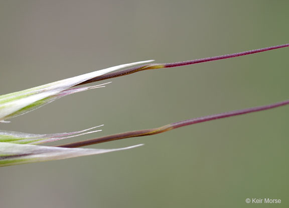 Image of Slender Oat