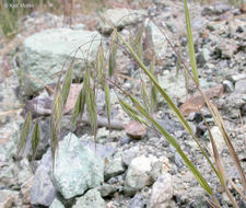 Imagem de Bromus arenarius Labill.