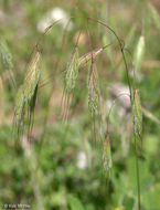 Imagem de Bromus arenarius Labill.