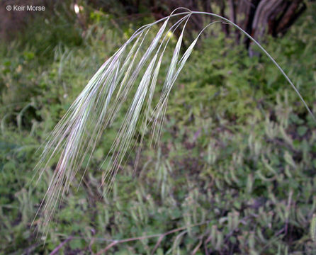 Image of ripgut brome