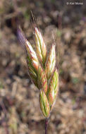 Imagem de Bromus ferronii Mabille