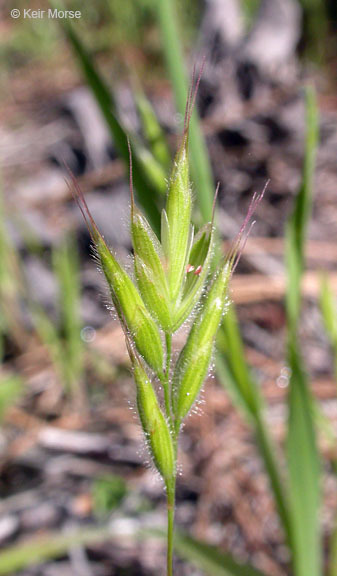 Bromus ferronii Mabille的圖片