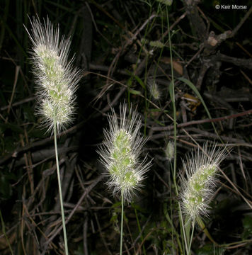 Image of Bristly dogstail grass