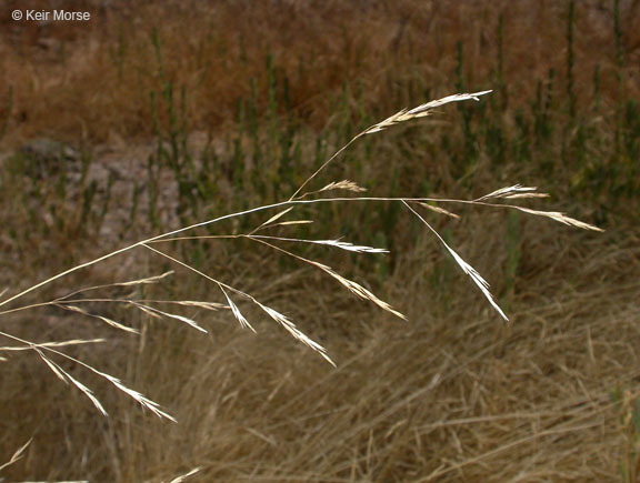 Image of annual hairgrass