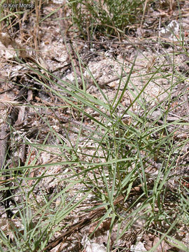 Image of saltgrass