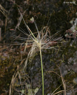 Image of big squirreltail