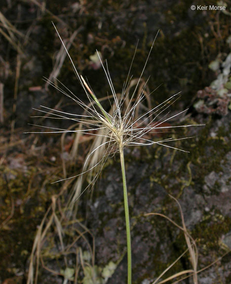 Image of big squirreltail