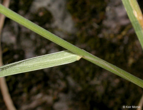 Image of big squirreltail