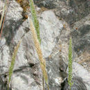 Image of nit grass