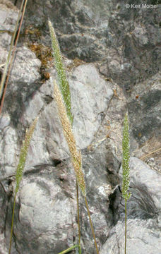 Image of Nit Grass