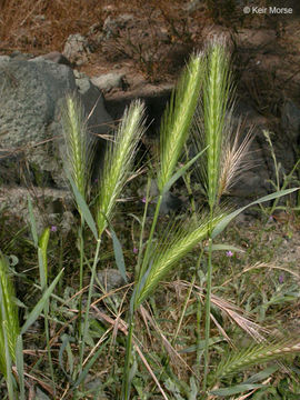 Image of hare barley