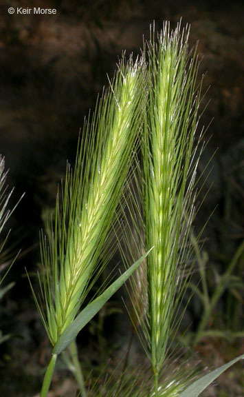 Hordeum murinum subsp. leporinum (Link) Arcang.的圖片