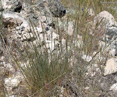 Image of California melicgrass