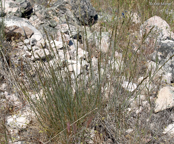 Image de Melica californica Scribn.