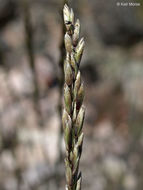 Image of California melicgrass