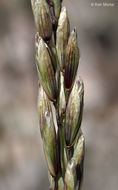 Image of California melicgrass