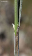 Image of California melicgrass