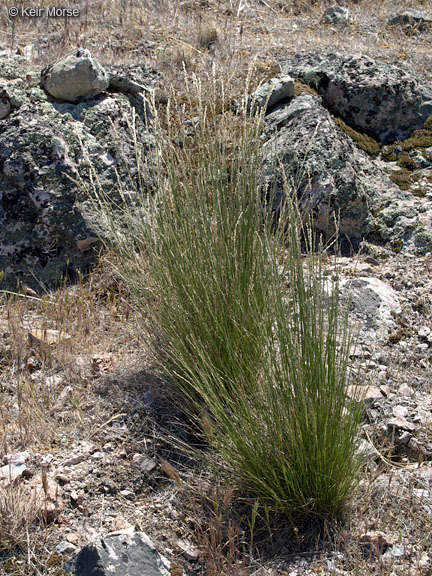 Image of smallflower melicgrass