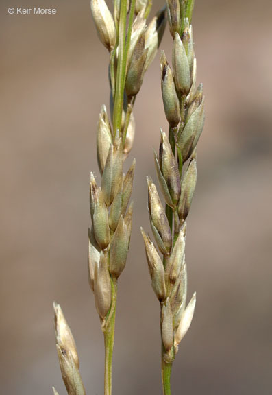 Image of smallflower melicgrass