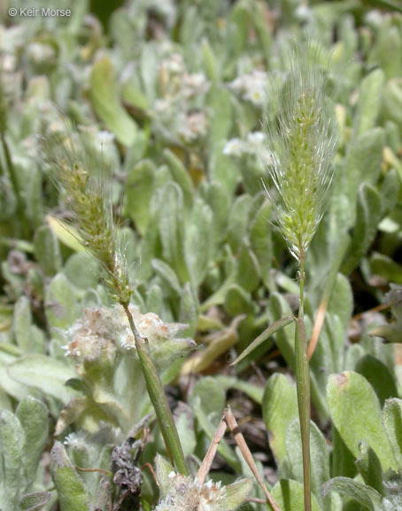Image de Polypogon maritimus Willd.