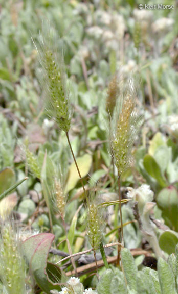 Слика од Polypogon maritimus Willd.