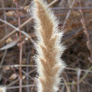 Plancia ëd Polypogon monspeliensis (L.) Desf.