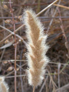 Plancia ëd Polypogon monspeliensis (L.) Desf.