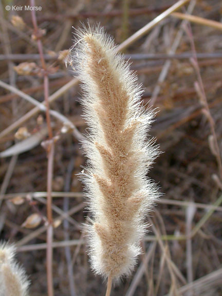 Слика од Polypogon monspeliensis (L.) Desf.