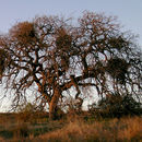 Image de Quercus douglasii Hook. & Arn.