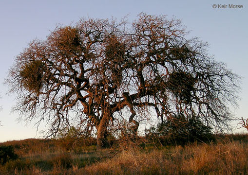 Image of blue oak