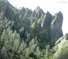 Image of Bull Pine