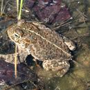 Image of Natterjack toad