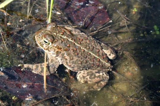 Image of Natterjack toad